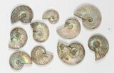 Lot: KG Silver Iridescent Ammonites (-) - Pieces #79441-2